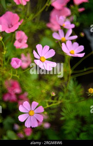 Farbenfrohe Blumen von cosmea im Sommergarten. Astra ist in der Kiste. Verschiedene Blumen sind ihr Strauß. Stockfoto
