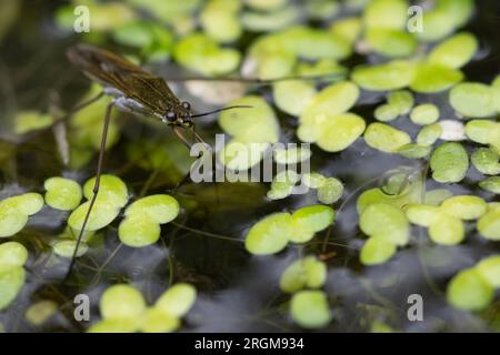 Common Pond Skater (Gerris lacustris), RSPB Loch Leven Nature Reserve, Schottland, Großbritannien. Stockfoto