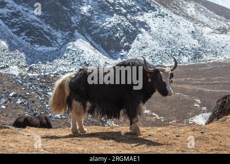 Großer schwarzer Nepali-Yak mit weißem Schwanz schaut in die Kamera im abgelegenen Himalaya-Dorf. Einheimischer Yak mit pelzigen Ohrringen auf der berühmten Everest Base ca. Stockfoto