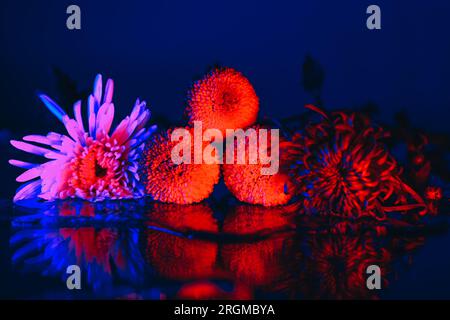 Exotische rosa und rote Blumen in Neonblau mit Wasserreflexion auf dem Tisch Stockfoto