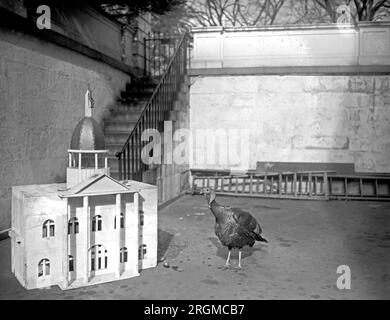 Offizieller truthahn für das Weiße Haus ca. 1920 Stockfoto