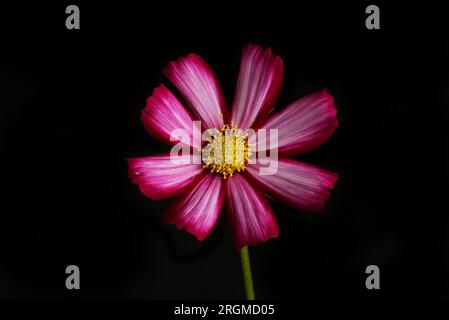 Cosmos Blume isoliert gegen Schwarz Stockfoto