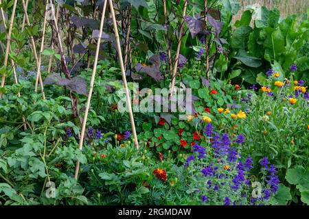 Begleitpflanzung mit Ringelblumen und Salben als natürliche Schädlingsbekämpfung für Bohnen und anderes Gemüse. Stockfoto