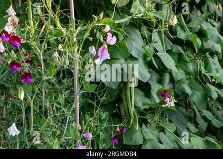 Süße Erbsen (Lathyrus odoratus), die als Begleitpflanze für Runnerbohnen angebaut werden, um Bestäuber anzulocken. Stockfoto