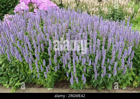 Nahaufnahme der aufrechten, kurzen blauen Blumenspitzen der sommerlang blühenden, mehrjährigen Gartenpflanze Agastache Blue Fortune. Stockfoto