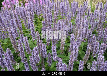 Nahaufnahme der aufrechten, kurzen blauen Blumenspitzen der sommerlang blühenden, mehrjährigen Gartenpflanze Agastache Blue Fortune. Stockfoto