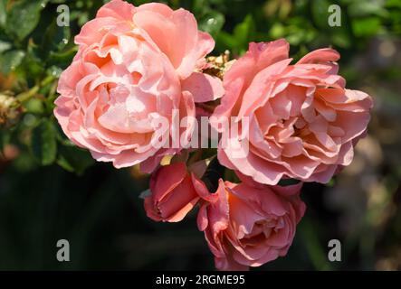 Altmodische, romantische Blumen, rosa Rosen im Garten Stockfoto