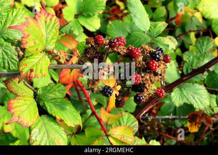 Brombeeren, schwarz und rot, reif und reif, Beerengruppe gegen grüne Blätter und Laub. Stockfoto