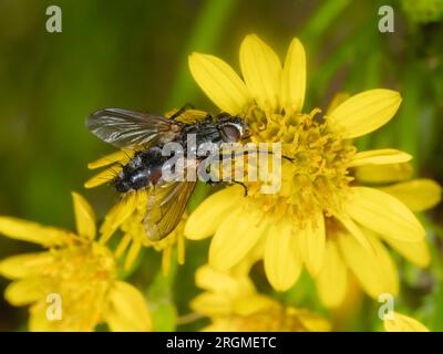 Adulte tachinide Parasitenfliege, Eriothrix rufomaculata, die sich von Ragwurz ernähren, Senecio jacobea, im britischen Grasland Stockfoto