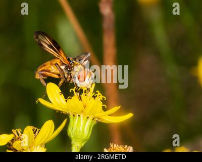 Ectophasia crassipennis, eine Tachinide Parasitenfliege, die 2019 erstmals im Vereinigten Königreich registriert wurde und sich in südlichen Küstengebieten ausbreitet Stockfoto