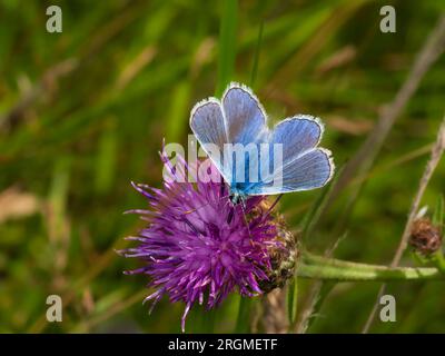 Die Flügel eines männlichen britischen gemeinen Schmetterlings, Polyommatus ikarus, auf Knapweed, Centaurea nigra Stockfoto