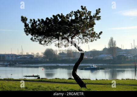 Gebogener Baum auf grünem Gras neben einem See, vor einem blauen Himmel und einem fernen, trüben Horizont. Stockfoto