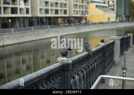 Die Taube sitzt am Zaun. Zaun am Fluss. Der Kanal ist in der Stadt. Gusseiserne Barriere. Stadtvogel. Stockfoto