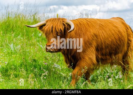 Haarige Kuh Nahaufnahme in der Natur, Nutztiere Stockfoto