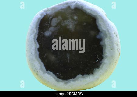 Ein kleiner runder Stein, Querschnitt, schwarz, grau und weiß. Blauer Hintergrund, Studioaufnahme. Stockfoto