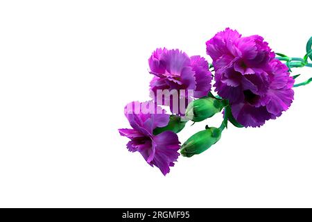 Kräftige und lebendige Nelkenblume in dunkelrosa und violett auf einem grünen Stamm. Makro, Nahaufnahme, Blütendetails, auf weißem Hintergrund. Stockfoto