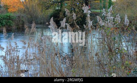 Dekoratives Wintergras, Schilf, neben einem See stehend. Stockfoto