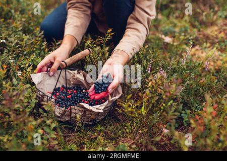 Der Bauer legt eine Handvoll Heidelbeeren in den Korb. Ernte von Weißbeeren, Heidelbeeren und Preiselbeeren im Herbstwald. Frische, gesunde Bio-Früchte. Clos Stockfoto