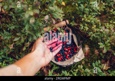 Der Bauer legt frische Heidelbeeren in den Korb. Ernte von Weißbeeren, Heidelbeeren und Preiselbeeren im Herbstwald. Frische, gesunde Bio-Früchte. Draufsicht Stockfoto