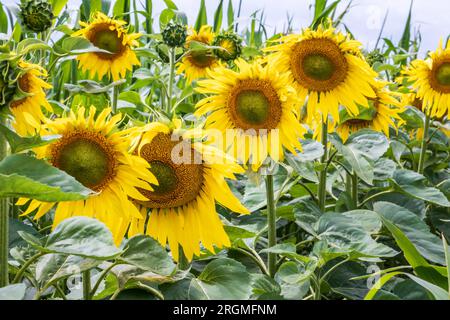 Panorama im Feld blühender gelber Sonnenblumen am sonnigen Abend Stockfoto