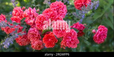 Altmodische, romantische Blumen, rosa Rosen im Garten Stockfoto