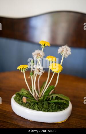 Ein Strauß gelber, künstlicher Löwenzahn aus Porzellan in einem transparenten Glas auf einem Holztisch vor dem Hintergrund einer dunkelblauen Wand. Stockfoto