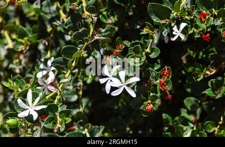 Die Blüte der Pflaume Natal oder der Pflanze Natal Carissa macrocarpa. Die Blumen werden zu Früchten. Stockfoto