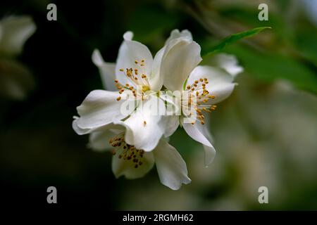 Frühlingsblumen, weißer BlumenJasmin. Jasminblüte, selektiver Fokus. Stockfoto