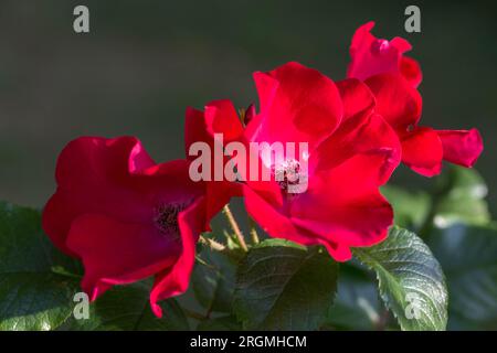 Altmodische, romantische Blumen, rote Rose im Garten Stockfoto