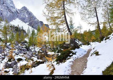 Wanderweg durch einen alpinen Landapfel im Herbst mit goldfarbenen Lärchen in den Julischen alpen, Slowenien Stockfoto