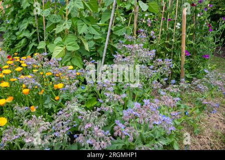 Borretschgewächse und Ringelblumen, die als Begleitpflanzen für französische Bohnen verwendet werden; sie helfen, schädliche Schädlinge abzuschrecken. Stockfoto