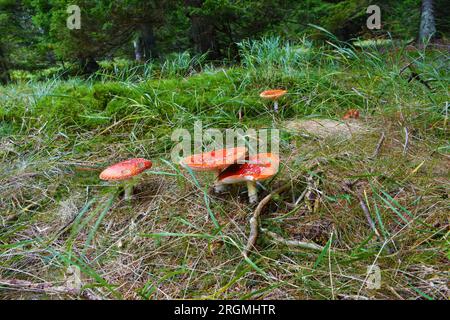 Gruppe agarischer Fliegenpilze (Amanita muscaria) Stockfoto