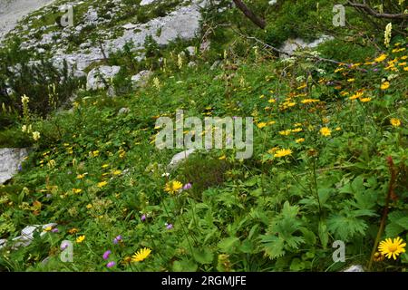 Schöner, üppiger alpiner Wildgarten mit Blüten aus gelbem Ochsenauge (Buphthalmum salicifolium) in den Julischen alpen und im Nationalpark Triglav in Slowenien Stockfoto