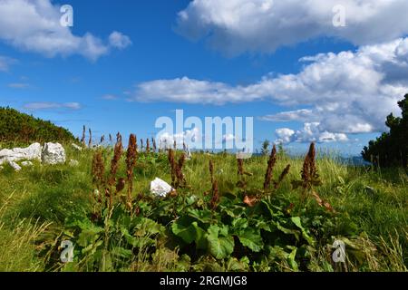 Gruppe von Mönchsrhabarber- oder Alpendockpflanzen (Rumex alpinus) Stockfoto
