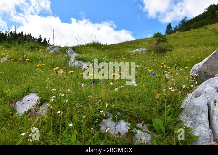 Farbenfrohe alpine Wiese mit gelben bunten Falken oder groben Falken (Leontodon hispidus) und Silene alpestris Stockfoto