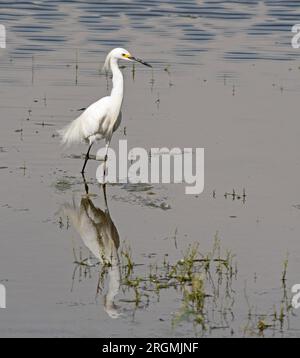 Eine einzige Snowy Egret Wading Stockfoto