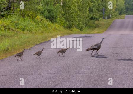 Henne und ihre Poults überqueren eine Landstraße im Norden von Wisconsin. Stockfoto