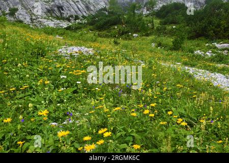 Üppiger alpiner Wildgarten mit gelbem Ochsenauge (Buphthalmum salicifolium) und anderen blauen Blumen in den Julischen alpen und im Triglav-Nationalpark, Slowenien Stockfoto