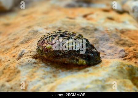 Wunderschöne Muschel am kroatischen Meer. Dieses Foto wurde im Juli 2023 aufgenommen Stockfoto