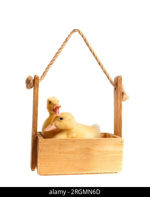 Süße, lustige kleine Entenküken sitzen in einer Holzkiste auf weißem Hintergrund. Jungwuchs eines Geflügels. Stockfoto