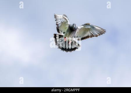 Wunderschöne fliegende Brieftaube mit Flügeln weit auseinander, vor einem blauen bewölkten Himmel Stockfoto