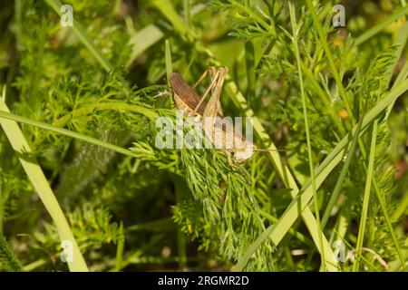 Grashüpfer auf grüner Pflanze Stockfoto