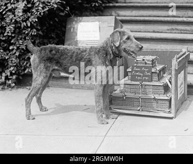 Laddie Boy und sein Geburtstagskuchen ca. 1922 Stockfoto