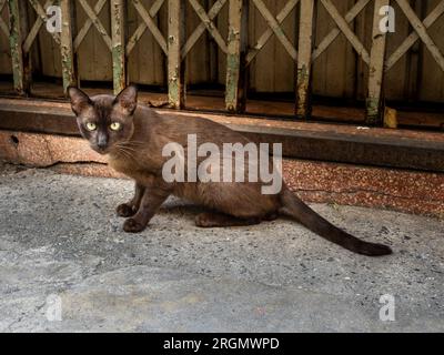 Auf einem Bürgersteig in Bangkok, Thailand, hält eine Katze mit hellbraunem Fell und fesselnden gelben Augen die Szene fest. Stockfoto
