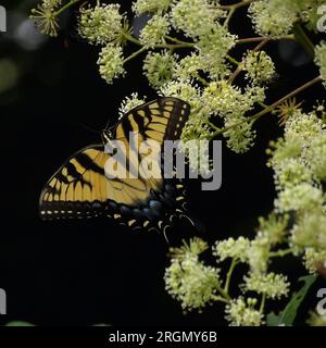 Kodak PIXPRO AZ528 Superzoom-Projekt; Tigerschwalbenschwanz-Schmetterling auf Bridal Kranz-Knospen in Virginia. Stockfoto