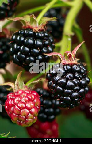 Reifende Brombeere auf Astnaht. Beeren im Garten anbauen. Natürlicher Hintergrund. Beeren nützlich für die Gesundheit. Stockfoto