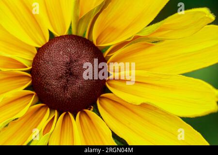 Gelbe Blume Rudbeckia goldsturm Nahaufnahme. Anbau von Heilpflanzen im Garten. Natürlicher Sommerhintergrund. Stockfoto