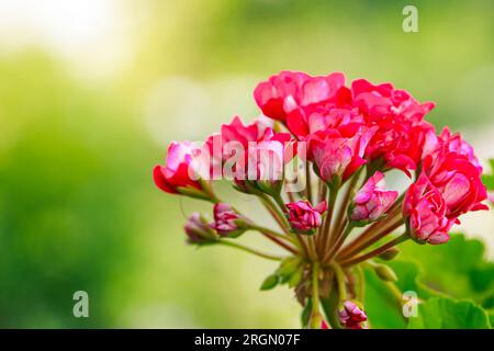 Rosa Blume Pelargonium zonale. Zierpflanzenbau. Sommerlicher natürlicher Hintergrund, Kopierraum. Stockfoto