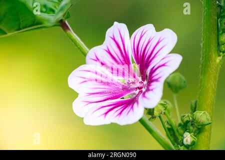 Schöne rosa gemeine Malchblume. Zierpflanzen im heimischen Garten anbauen. Sommer natürlicher Hintergrund. Stockfoto