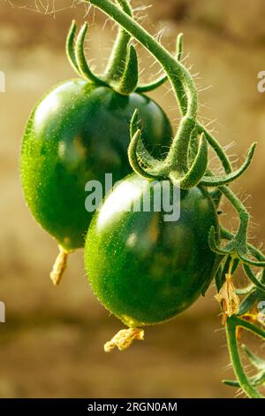 Unreife grüne Tomaten auf dem Zweig. Gemüseanbau im Gewächshaus Landwirtschaft und Gartenbau. Stockfoto